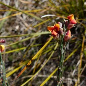 Dillwynia sericea at Boro, NSW - 12 Aug 2021