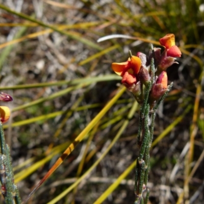 Dillwynia sericea (Egg And Bacon Peas) at Boro, NSW - 12 Aug 2021 by Paul4K