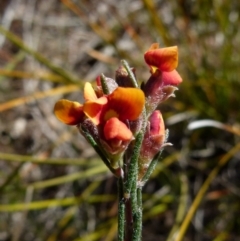 Dillwynia sericea at Boro, NSW - 12 Aug 2021