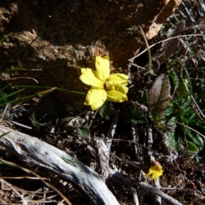 Goodenia hederacea subsp. hederacea at Boro, NSW - 12 Aug 2021