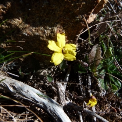 Goodenia hederacea subsp. hederacea (Ivy Goodenia, Forest Goodenia) at Boro, NSW - 12 Aug 2021 by Paul4K