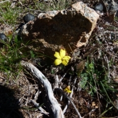 Goodenia hederacea subsp. hederacea at Boro, NSW - suppressed