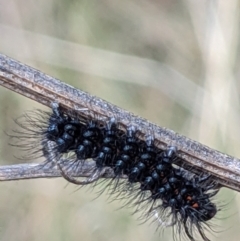 Nyctemera amicus (Senecio Moth, Magpie Moth, Cineraria Moth) at Mount Majura - 27 Jul 2021 by abread111