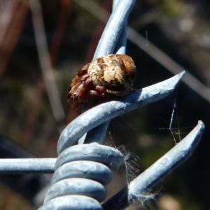 Araneinae (subfamily) at Boro, NSW - 12 Aug 2021 02:37 PM