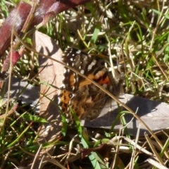 Vanessa kershawi (Australian Painted Lady) at Boro, NSW - 13 Aug 2021 by Paul4K