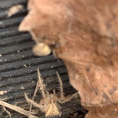 Sidymella hirsuta (Hairy crab spider) at Murrumbateman, NSW - 11 Aug 2021 by SimoneC