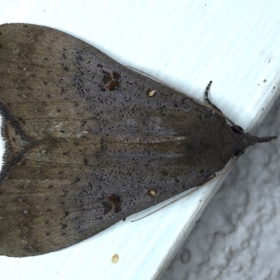 Rhapsa suscitatalis (Wedged Rhapsa) at Ainslie, ACT - 10 Aug 2021 by jb2602