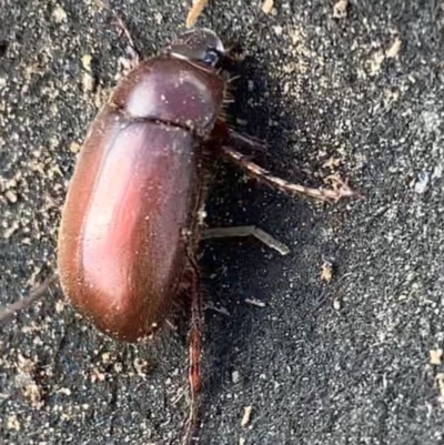 Melolonthinae sp. (subfamily) (Cockchafer) at Murrumbateman, NSW - 11 Aug 2021 by SimoneC