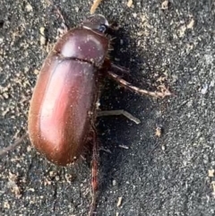 Unidentified Scarab beetle (Scarabaeidae) (TBC) at Murrumbateman, NSW - 11 Aug 2021 by SimoneC