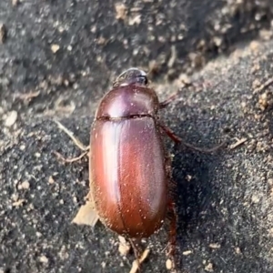 Melolonthinae (subfamily) at Murrumbateman, NSW - 11 Aug 2021