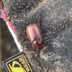 Melolonthinae (subfamily) at Murrumbateman, NSW - 11 Aug 2021