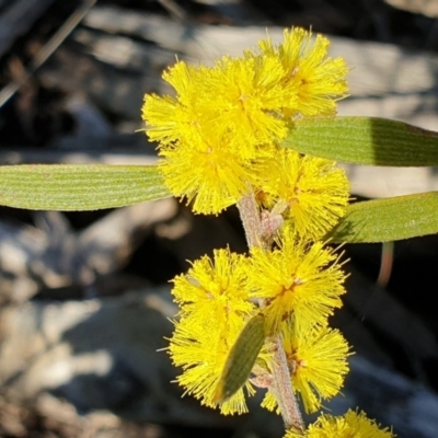 Acacia lanigera var. lanigera (Woolly Wattle, Hairy Wattle) at Aranda, ACT - 9 Aug 2021 by drakes