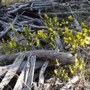 Acacia lanigera var. lanigera at Aranda, ACT - 9 Aug 2021