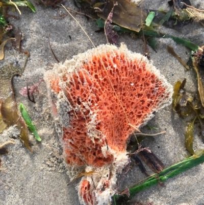 Unidentified Marine Alga & Seaweed at Evans Head, NSW - 13 Aug 2021 by AliClaw