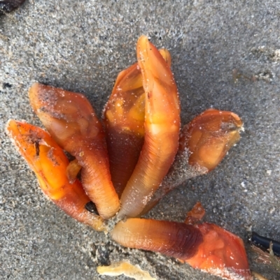 Unverified Marine Alga & Seaweed at Evans Head, NSW - 14 Aug 2021 by AliClaw