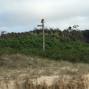 Haliastur indus at Evans Head, NSW - 14 Aug 2021