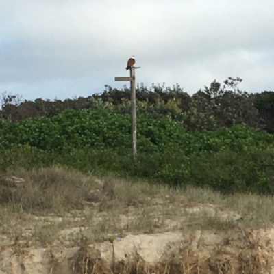 Haliastur indus (Brahminy Kite) at Evans Head, NSW - 13 Aug 2021 by Claw055