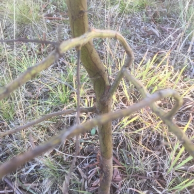 Acacia decurrens (Green Wattle) at Flea Bog Flat to Emu Creek Corridor - 13 Aug 2021 by JohnGiacon