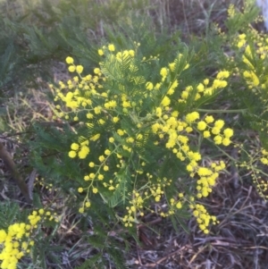 Acacia decurrens at Belconnen, ACT - 14 Aug 2021