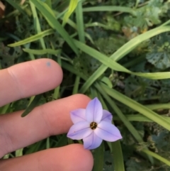 Ipheion uniflorum (Spring Star-flower) at Sullivans Creek, Lyneham South - 6 Aug 2021 by Tapirlord