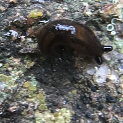 Ambigolimax sp. (valentius and waterstoni) (Striped Field Slug) at Garran, ACT - 8 Aug 2021 by Tapirlord