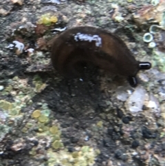 Ambigolimax nyctelia (Striped Field Slug) at Garran, ACT - 8 Aug 2021 by Tapirlord