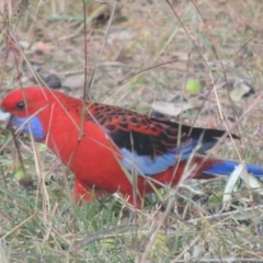 Platycercus elegans (Crimson Rosella) at Pollinator-friendly garden Conder - 1 Jun 2021 by michaelb