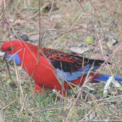 Platycercus elegans (Crimson Rosella) at Conder, ACT - 1 Jun 2021 by MichaelBedingfield