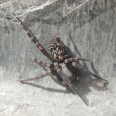 Badumna sp. (genus) (Lattice-web spider) at Pollinator-friendly garden Conder - 13 Jul 2021 by michaelb