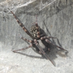 Badumna sp. (genus) (Lattice-web spider) at Conder, ACT - 13 Jul 2021 by MichaelBedingfield