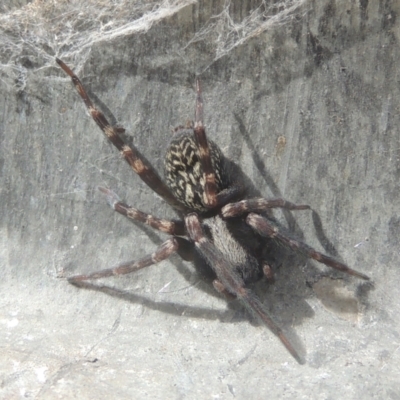 Badumna (genus) (Lattice-web spider) at Conder, ACT - 13 Jul 2021 by MichaelBedingfield