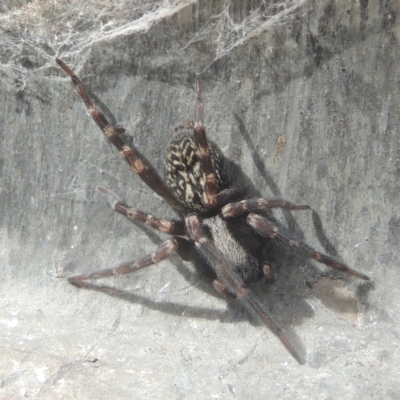 Badumna sp. (genus) (Lattice-web spider) at Conder, ACT - 13 Jul 2021 by MichaelBedingfield