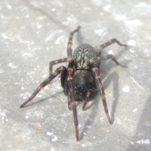 Badumna sp. (genus) at Conder, ACT - 13 Jul 2021 12:19 PM