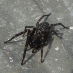 Badumna sp. (genus) at Conder, ACT - 13 Jul 2021