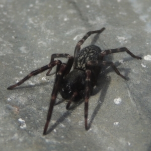 Badumna sp. (genus) at Conder, ACT - 13 Jul 2021 12:19 PM