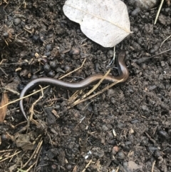 Hemiergis talbingoensis (Eastern Three-toed Earless Skink) at Holt, ACT - 10 Aug 2021 by Tapirlord