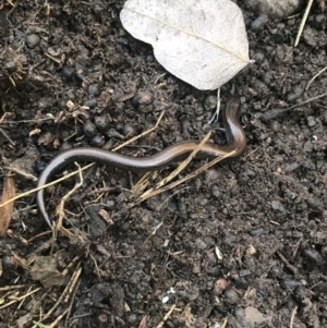 Hemiergis talbingoensis at Holt, ACT - 10 Aug 2021