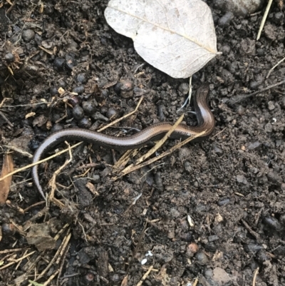 Hemiergis talbingoensis (Eastern Three-toed Earless Skink) at Holt, ACT - 10 Aug 2021 by Tapirlord