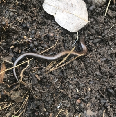 Hemiergis talbingoensis (Three-toed Skink) at Holt, ACT - 10 Aug 2021 by Tapirlord