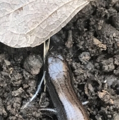 Hemiergis talbingoensis at Holt, ACT - 10 Aug 2021 10:28 AM