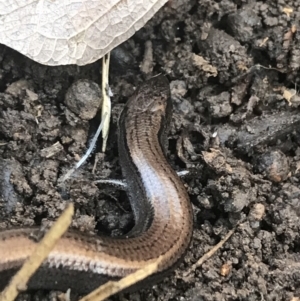 Hemiergis talbingoensis at Holt, ACT - 10 Aug 2021 10:28 AM