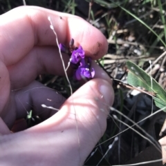 Hardenbergia violacea (False Sarsaparilla) at Holt, ACT - 10 Aug 2021 by Tapirlord