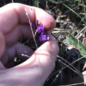 Hardenbergia violacea at Holt, ACT - 10 Aug 2021 10:29 AM