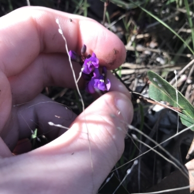 Hardenbergia violacea (False Sarsaparilla) at Holt, ACT - 10 Aug 2021 by Tapirlord