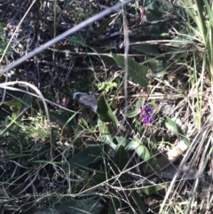 Hardenbergia violacea at Holt, ACT - 10 Aug 2021