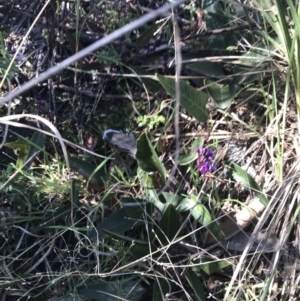 Hardenbergia violacea at Holt, ACT - 10 Aug 2021