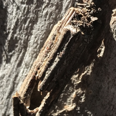 Clania (genus) (A case moth) at Holt, ACT - 10 Aug 2021 by Tapirlord