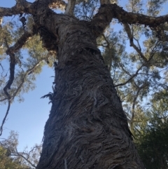 Eucalyptus melliodora (Yellow Box) at Macquarie, ACT - 14 Aug 2021 by Dora