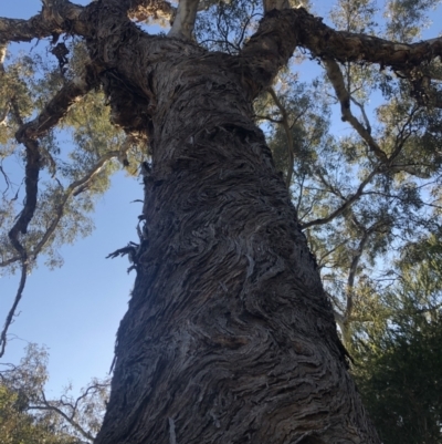 Eucalyptus melliodora (Yellow Box) at Macquarie, ACT - 14 Aug 2021 by Dora