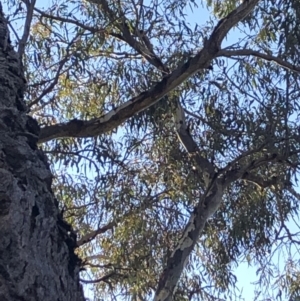 Eucalyptus melliodora at Macquarie, ACT - 14 Aug 2021